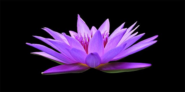 Water-Lily